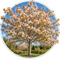 Ірга деревовидна/Amelanchier arborea 0